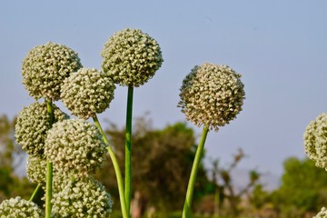 Onion seeds pod