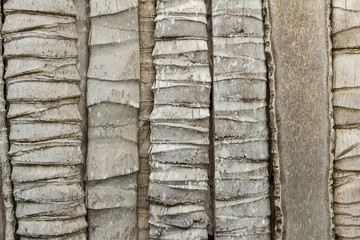 close up wall textured bark palm tree background