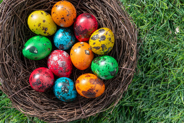 Quail Easter eggs in a nest on green grass