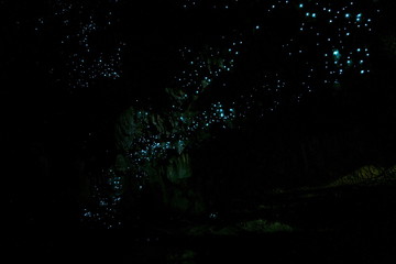Amazing New Zealand Tourist attraction glowworm luminous worms i