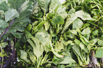 Fresh spinach leafs close up rotating