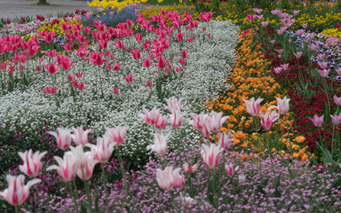 Buntes Blumenbeet mit Tulpen im Frühling
