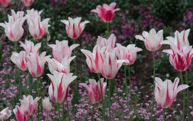 Obraz na płótnie Canvas Buntes Blumenbeet mit Tulpen im Frühling - weiß/pink