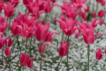 Buntes Blumenbeet mit Tulpen im Frühling - pink/weiß