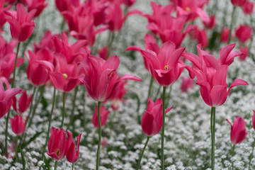 Obraz premium Buntes Blumenbeet mit Tulpen im Frühling - pink/weiß