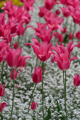Naklejka premium Buntes Blumenbeet mit Tulpen im Frühling - pink/weiß