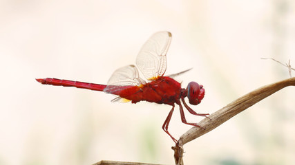 Red dragonfly on grass.