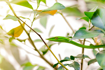 closeup healthy Oriental whip snake or Green viper (Ahaetulla prasina) wiggle or resting on tree