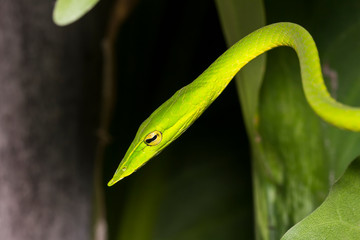 Oriental whip snake or Green viper (Ahaetulla prasina)