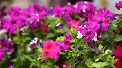 Obraz premium view of Bougainvillea flowers