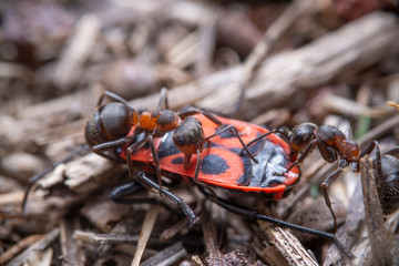 Anthill with Ant fight