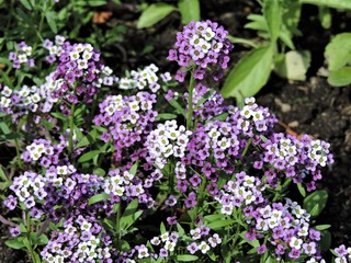 Obraz premium purple flowers in the garden