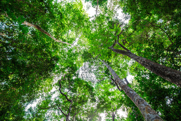 Fototapeta premium Green tree leaf forest foliagr background