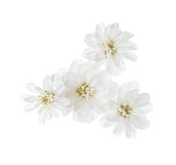 Tiny flowers of sneezewort (Achillea ptarmica) isolated on white background.