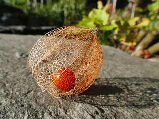 fruit of chinese lantern flower