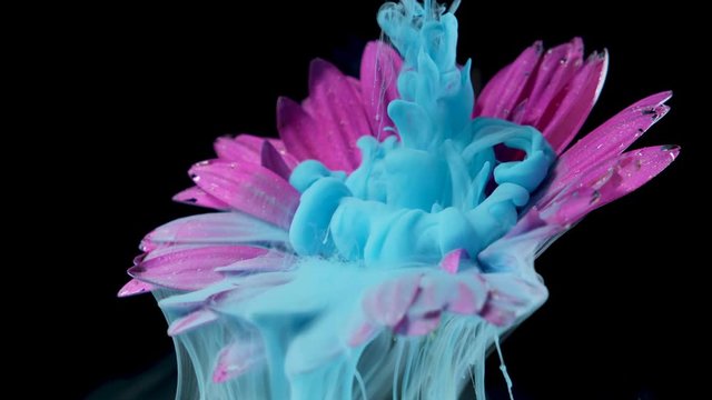 Colorful paint ink flows a flower into the water