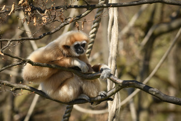 Weißhandgibbon hell (2019/03)