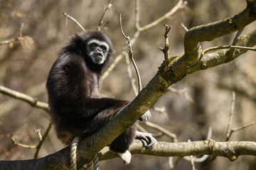 Weißhandgibbon dunkel (2019/03)