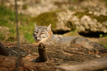 Korsakfuchs (2019/03)