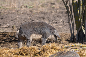 mangalitza schwein von der seite