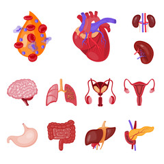 Vector design of anatomy and organ logo. Set of anatomy and medical stock symbol for web.