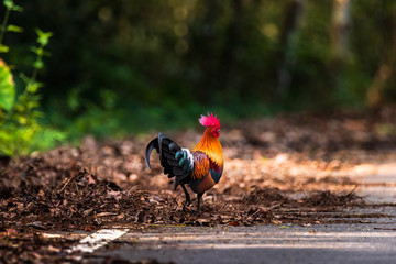 The Red Jungle fowl of Nature in Thailand