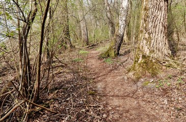 Naturschutzgebiet Rohrspitz im Rheindelta am Bodensee