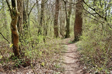 Naturschutzgebiet Rohrspitz im Rheindelta am Bodensee