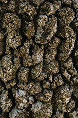 Texture of brown oak tree bark. Close up of  tree bark as background for design.