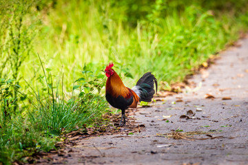 The Red Jungle fowl of Nature in Thailand