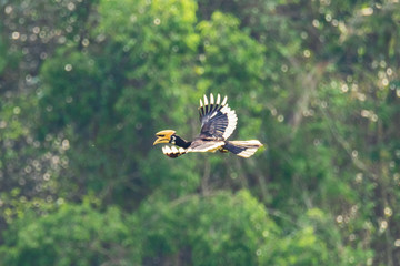 Oriental pied hornbill female in the nature © sittitap