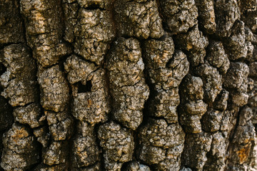 Texture of brown oak tree bark. Close up of  tree bark as background for design.
