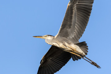 grey heron in flight