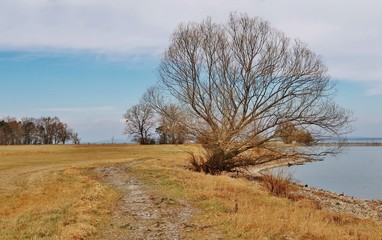 Naturschutzgebiet Rohrspitz im Rheindelta am Bodensee