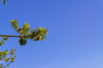Pine tree brach with cones on blue sky background. Copy space