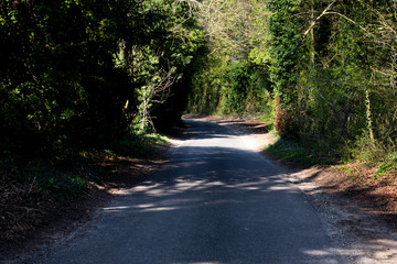 Shaded tree lined single track country lane in rural Hampshire