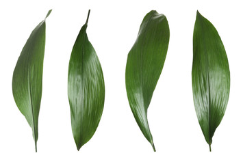Set of fresh tropical leaves on white background