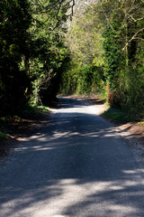 Obraz premium Shaded tree lined single track country lane in rural Hampshire