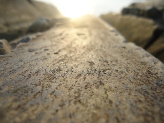 Campo