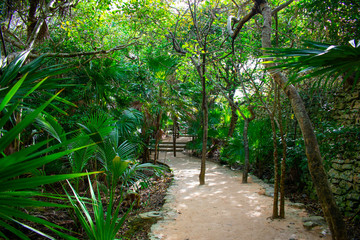 Footpath in Tropical forest in Tulum, Mexico. 