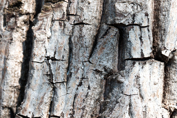 View of an old  bark texture, tree bark background