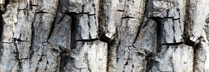 View of an old  bark texture, tree bark background
