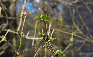 Blossom green tree branch in spring