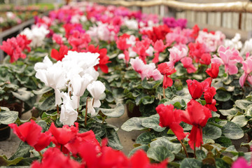 Many potted blooming flowers in greenhouse, closeup. Home gardening