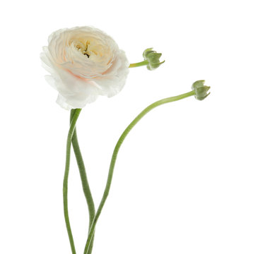 Beautiful spring ranunculus flower isolated on white