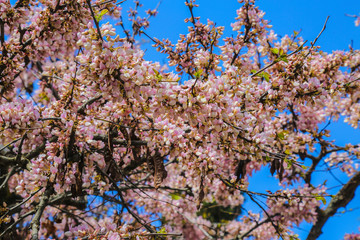 Colorful close up of a judas tree blossom branch in front of a blue sky summer day