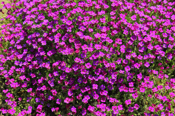 Fototapeta premium purple ground covering blossom plant fresh and green on a sunny day in spring time summer