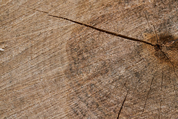 The stump of a sawn tree trunk with annual rings