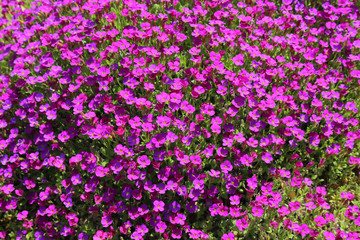 Fototapeta premium purple ground covering blossom plant fresh and green on a sunny day in spring time summer