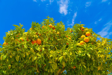 fresh and shiny orange tree in front of clear blue sky